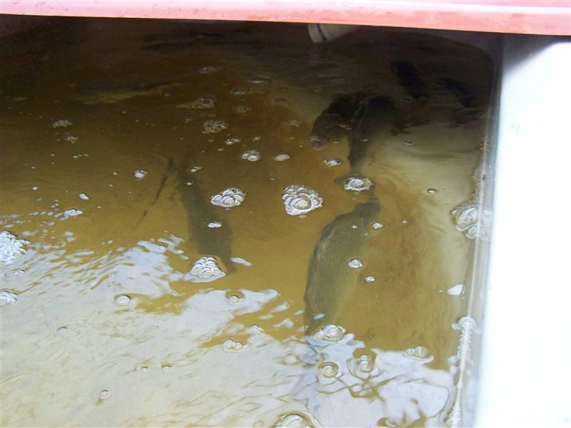 100_5791 (Custom).JPG