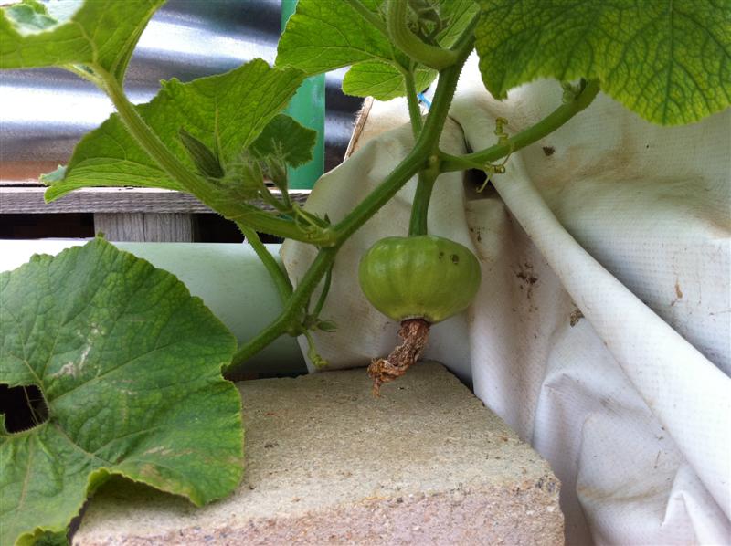 IMG_0438 (Medium).jpg