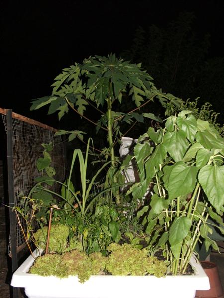 DSCF3789 (Medium).JPG