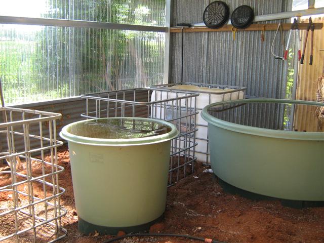 Our Aquaponics System 082 (Small).jpg