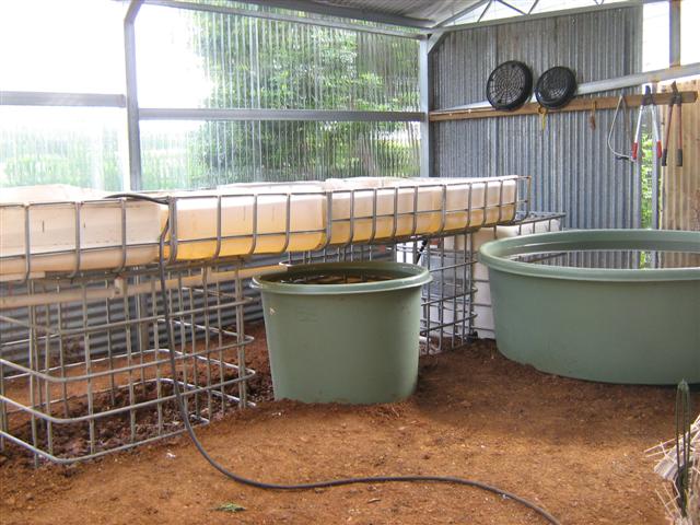 Our Aquaponics System 087 (Small).jpg