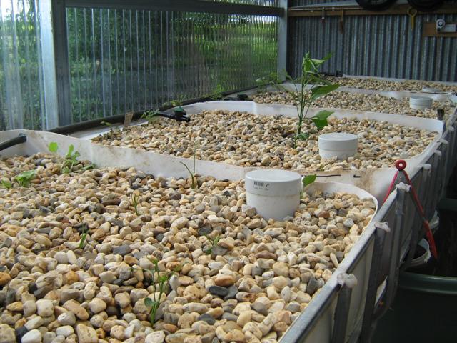 Our Aquaponics System 093 (Small).jpg