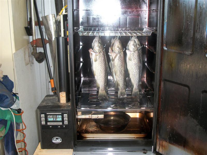 Brown Trout ready for smoking 002 (Medium).jpg
