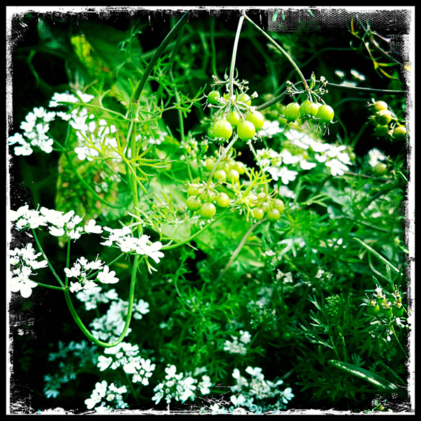 coriander.jpg