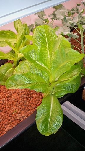 lettuce 1 resized.jpg