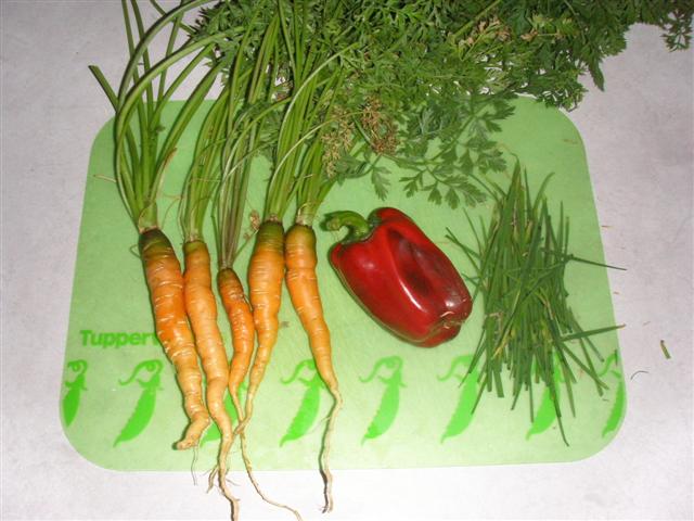 Harvest 010111 (Small).JPG