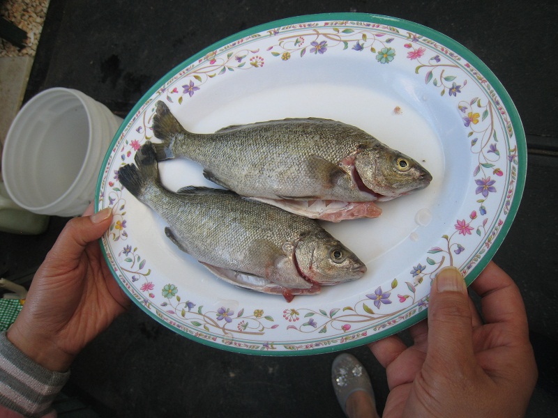 Silver Perch harvest 2    28_12_2010.jpg