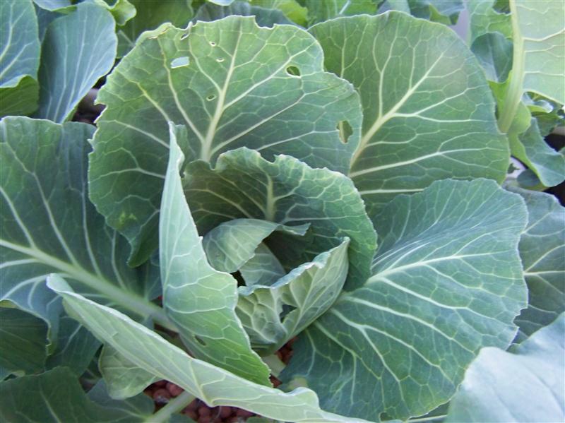 100_5029 (Custom).JPG