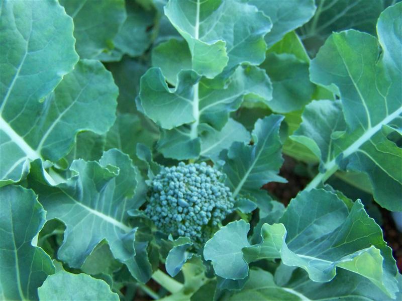 100_5030 (Custom).JPG