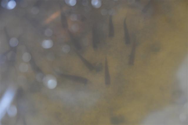 New Arrivals 020 (Small).jpg