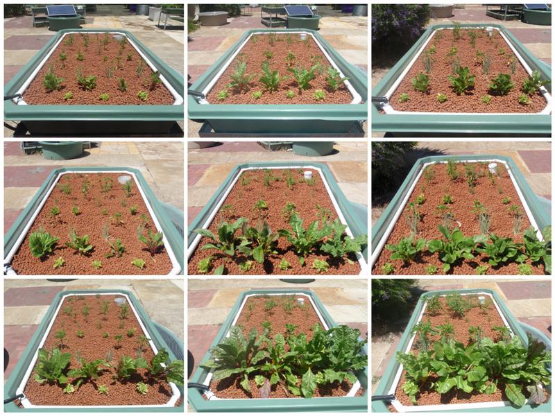 comparison from above (Medium).jpg