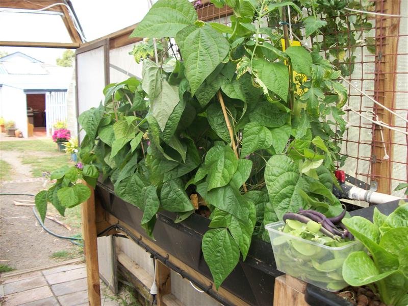 Picked forLunch sunday 9th 1st 2011 001 (Medium).jpg