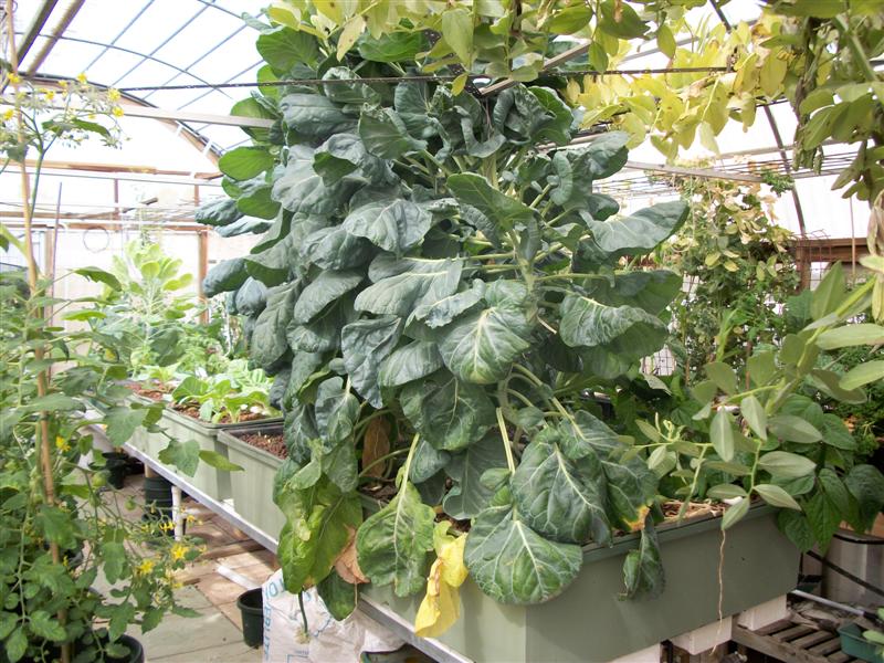 Brussel Sprouts9th 1st 2011.jpg