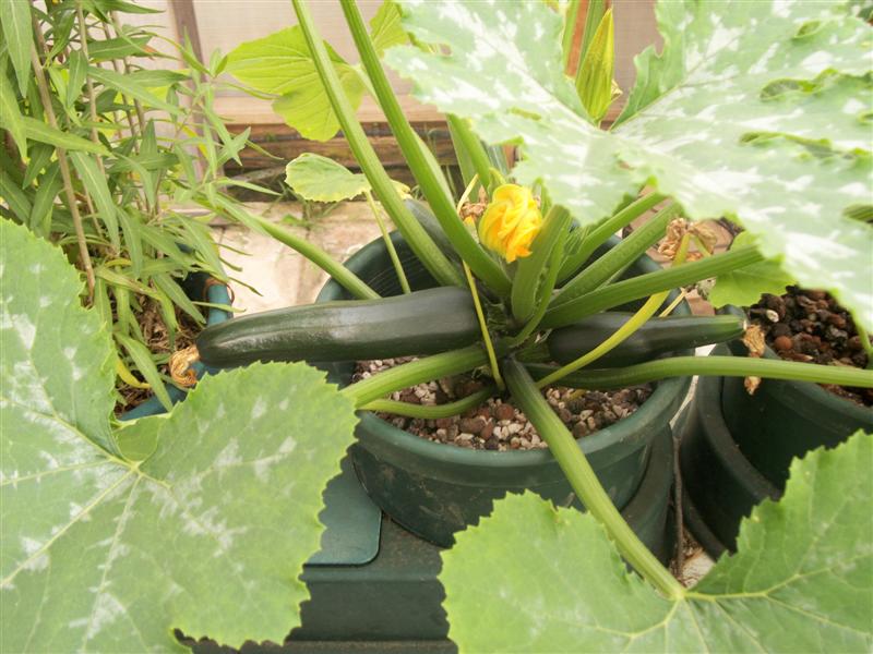 Auto pots sunday 9th 1st 2011 006 (Medium).jpg