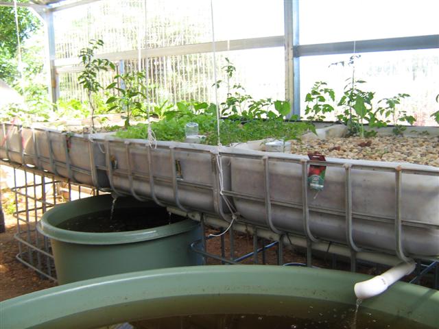 Our Aquaponics System 095 (Small).jpg
