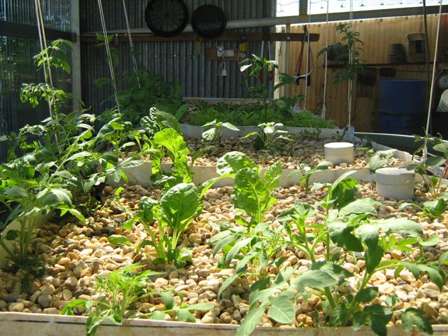 Our Aquaponics System 096 (Small).jpg