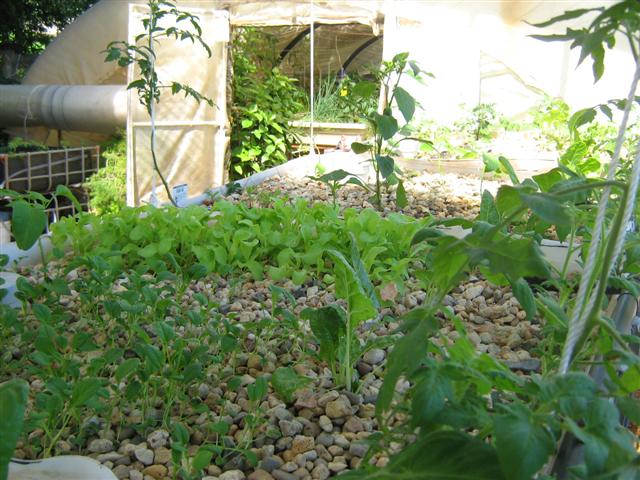 Our Aquaponics System 097 (Small).jpg