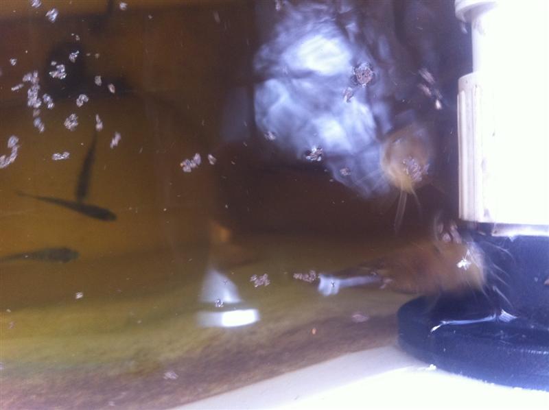 New Cats Feeding (Medium).JPG