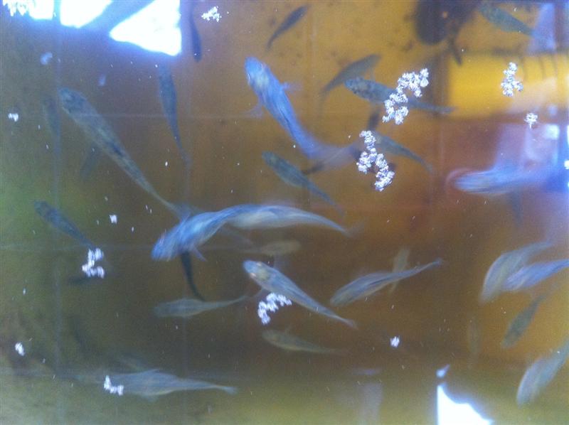 New Additions (Medium).JPG