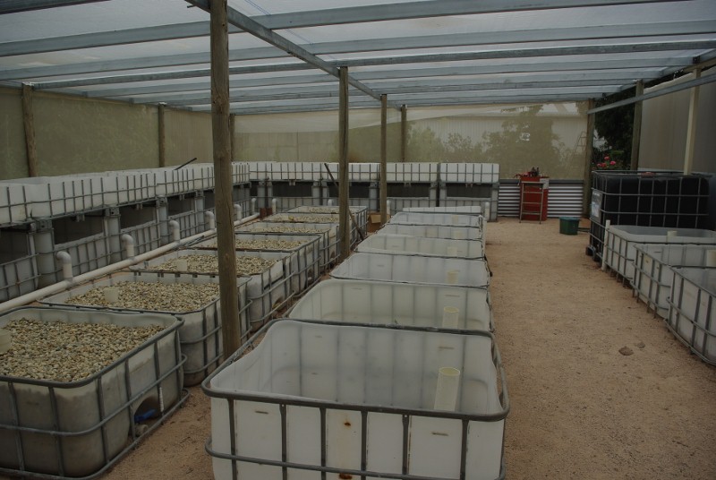 _IGP2010 (800x536).jpg