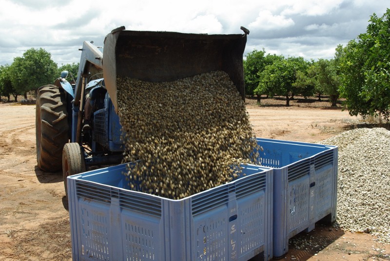 _IGP2037 (800x536).jpg