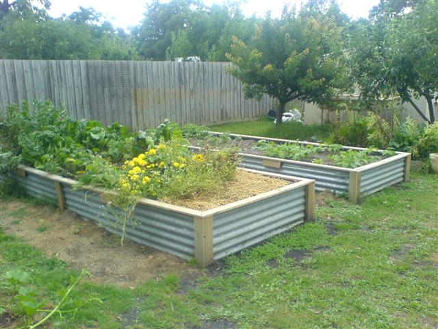 garden beds (Small).JPG