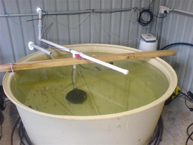 fish tank (Small).JPG