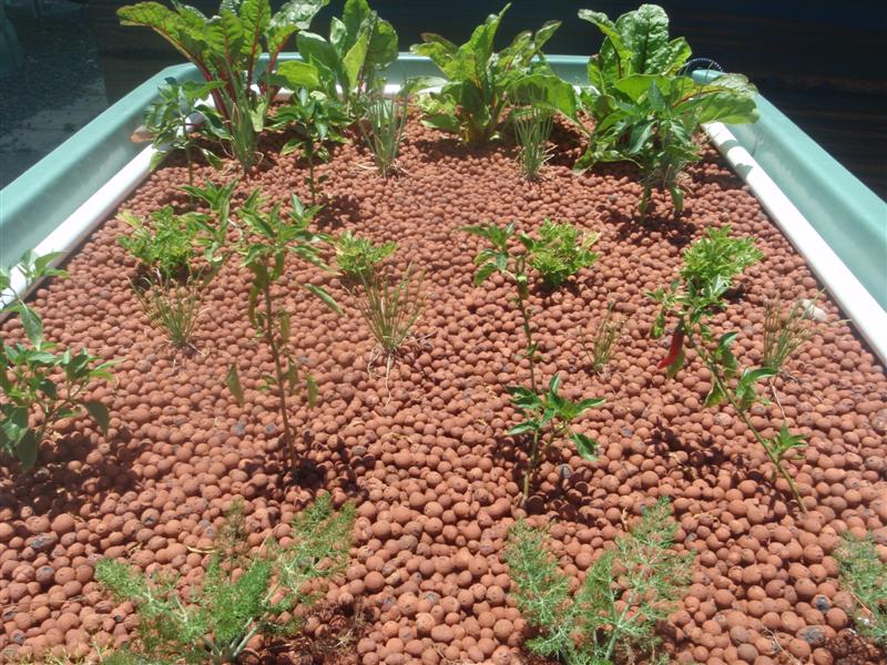 P1130716 (Medium).JPG