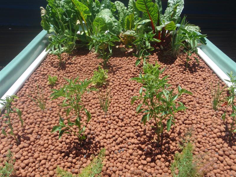 P1130717 (Medium).JPG