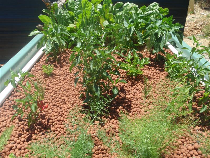 P1130718 (Medium).JPG