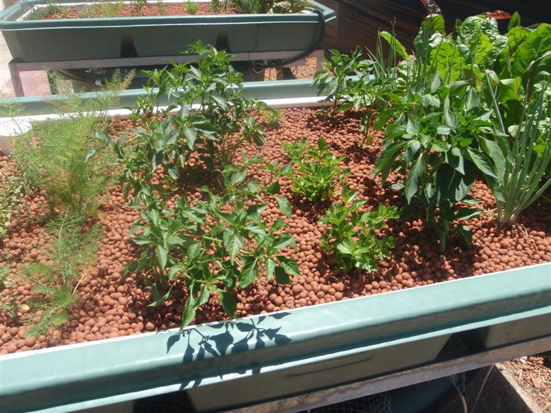 P1130719 (Medium).JPG