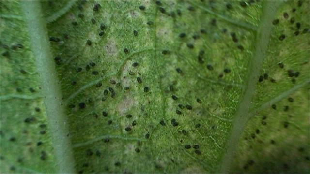 encarsia (Small).jpg