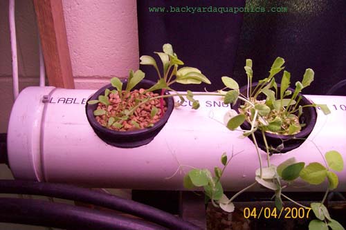 plants1_596 copy.jpg