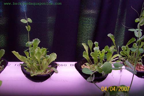 plants2_235 copy.jpg