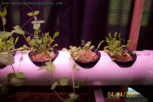 plants3_129 copy.jpg