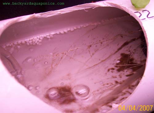 rootsintube1_192 copy.jpg