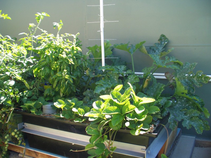 200L growbed.jpg