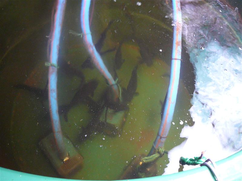 P1040606 (Custom).JPG