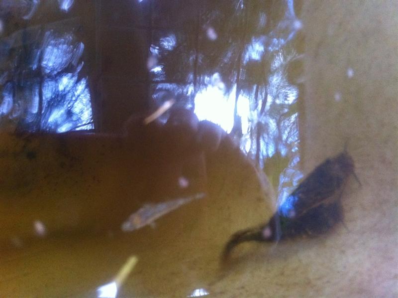 Spots on Cats (Medium).JPG