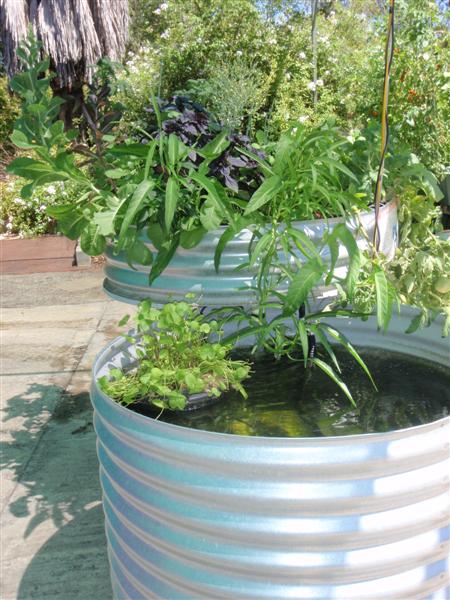 P1180642 (Medium).JPG