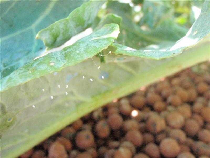 P1180639 (Medium).JPG