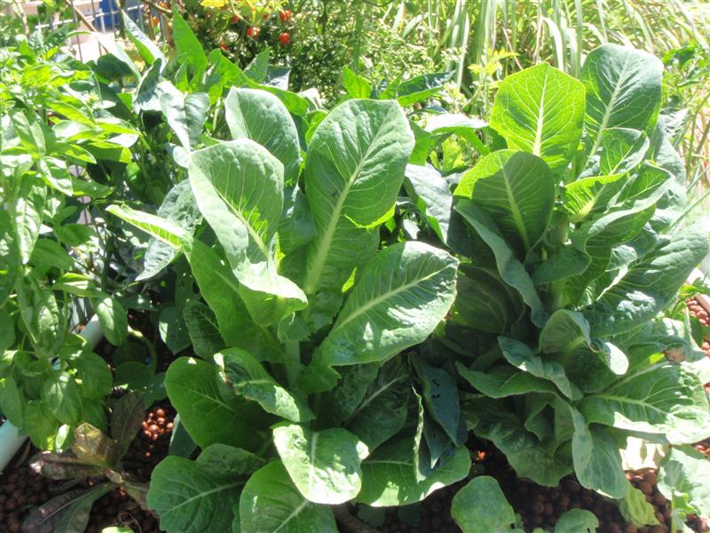 P1180641 (Medium).JPG