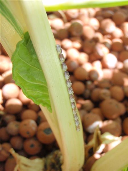 P1180645 (Medium).JPG