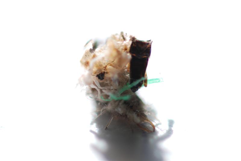 DSC_0398 (Medium).JPG