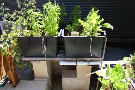 20 January 2011 002.jpg