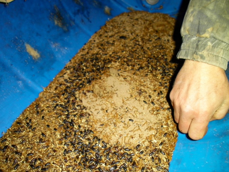 meal worms with darklings.JPG