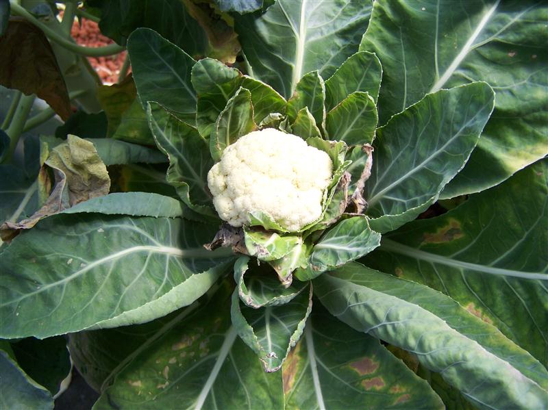 100_5908 (Custom).JPG