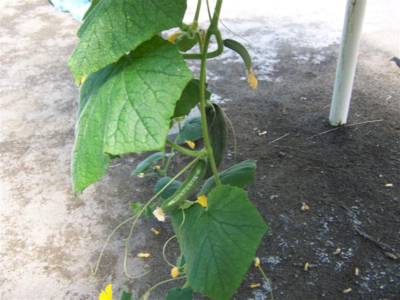 100_5910 (Custom).JPG