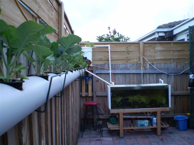 P4050023 (Medium).JPG