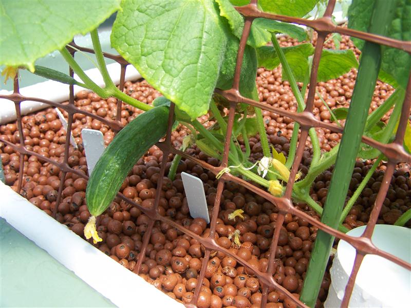 100_5895 (Custom).JPG